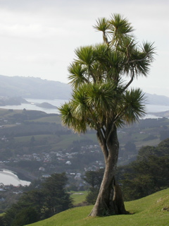 Near Dunedin, on the way to Penguin Reserve